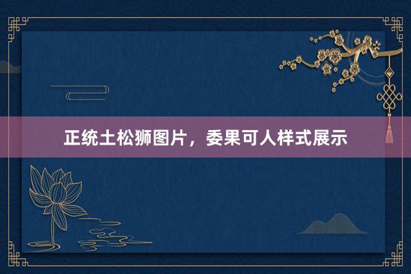 正统土松狮图片，委果可人样式展示